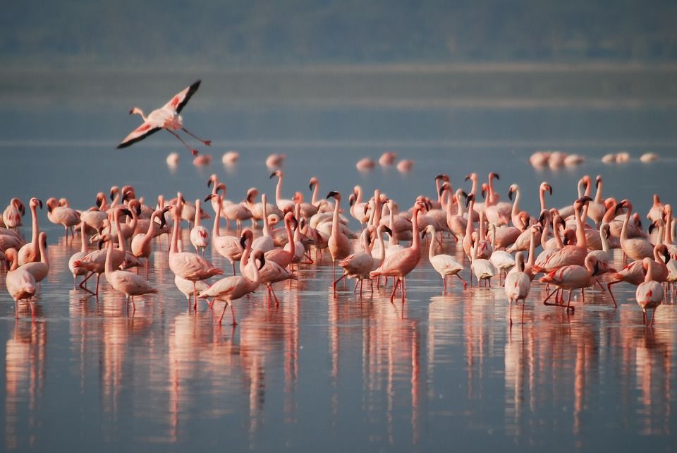 Flamingos © PatternPictures bei Pixabay