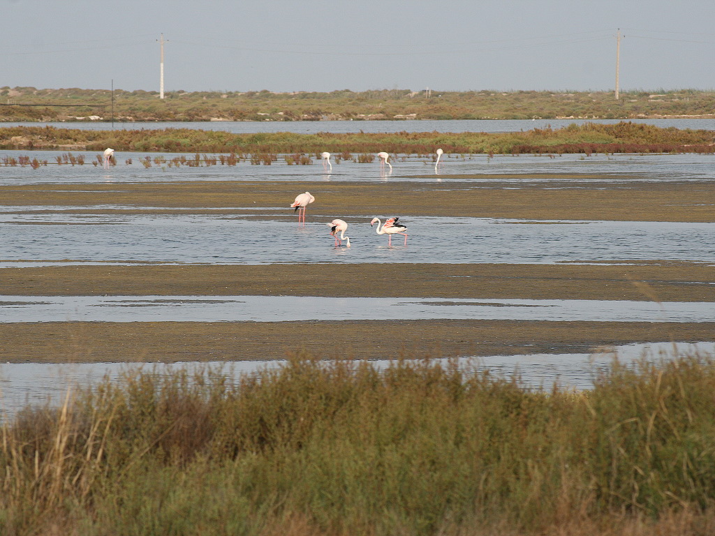 Flamingos in den zahlreichen Lagunen des Ebro-Deltas | © Kurt Menter