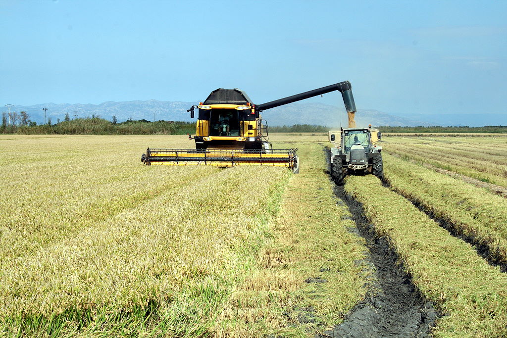 Riesige Flächen des Deltas dienen dem Reisanbau