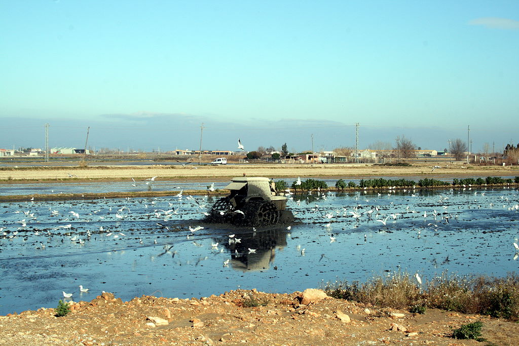 Riesige Flächen des Deltas dienen dem Reisanbau